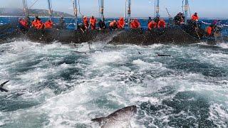 Awesome Net Fishing tuna Catch Tens of Millions of Bluefin Tuna On the Modern Vessel