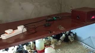 Zambia: Raising chickens in small farm