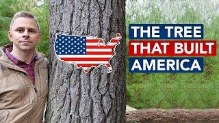 The Tree That Built America