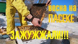 Зажужжали -  весна на пасеке!