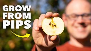 How to Grow an Apple Tree from a Pip