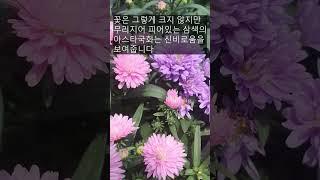 Aster novibelgi. How to grow abundantly and beautifully