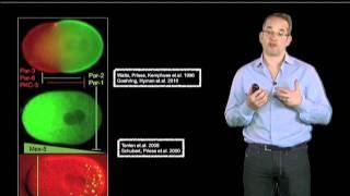 Anthony Hyman (Max Planck Institute) Part 4: Formation of P granules