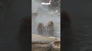 Bath Time Bonanza: Watch Adorable Monkeys Splash and Play in the Tub!