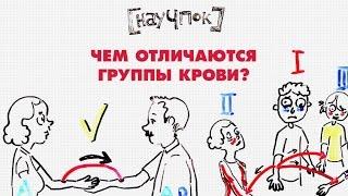 Чем отличаются группы крови? — Научпок