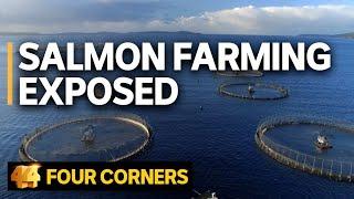 Salmon farming exposed: Does the industry’s ‘green image’ stack up? | Four Corners