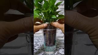 테이크아웃 컵에 물 걱정없이 식물 키우기 Growing plants in takeout cups without worrying about water