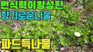 한국의 약용식물(파드득나물)-피부미용에좋은 산나물-텃밭친구