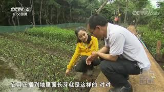 [远方的家]大好河山 红树林——大海的绿色屏障| CCTV中文国际