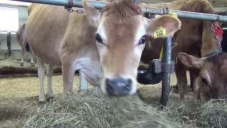 Dairy Cows Pt. 6: Cow Life Cycle