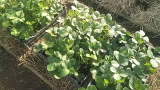 Эта рассада даст Вам 100% урожай вкусных и крупных ягод // Ягодная Усадьба