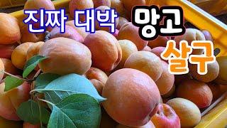 망고 살구 와~우 대박 너무 맛있는 망고 살구
