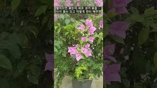 How to grow Bougainvillea glabra beautifully