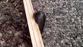 Slug on Electric Fence Part 2