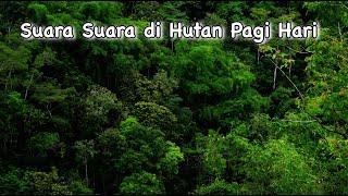 Suasana Hutan Pagi | Forest ambience sounds effect | Suara Pagi Hari di Pegunungan #suasanapagihari