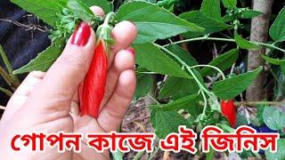 এই গাছ দেখতে পেলেইতুলে নিন | lanka jaba gacher upakarita | sumana group channel