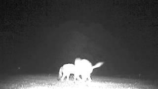 Coyote pups play on front lawn.  Hermits Roost, CA  6/2015