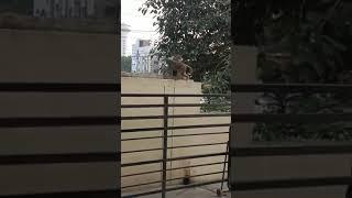 monkeys funny video in entertainment 456 in YouTube channel