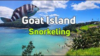 Goat Island Snorkeling 