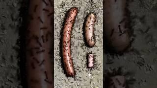 Ants and 3 wieners of different size. Which do they prefer? #ants #tastetest #fun