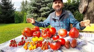 Expunerea soiurilor de tomate recoltate in anul 2024