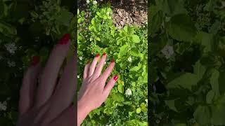 Спирея берёзолистная «Tor gold» #garden #кустарники #спирея