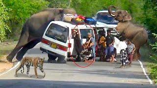 Series Of World Top 10 Shocking Elephant Attack In 2024