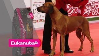 World Dog Show 2013 - Group VI Judging