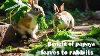 Benefits of pawpaw leaves to rabbits