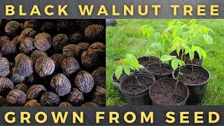 How To Grow Black Walnut Tree From Seed