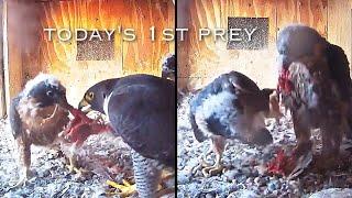 #234Falcon Nest ／Box Camera - FalconCam Project LIVE