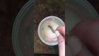 Nescafe hot Coffee#making#home#recipe#Please Subscribe#