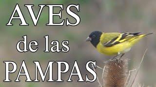 AVES de las PAMPAS * Argentina  /  BIRDS of the PAMPA