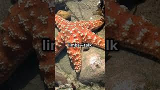 5 amazing facts about the Bat Sea Star! ⭐#starfish #batseastar