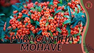 PYRACANTHA MOHAVE 'FIRETHORN' Information and Growing Tips! (Pyracantha Mohave)