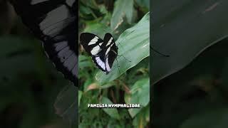 Mariposa pasionaria Heliconius cydno ssp cydnidesFamilia NymphalidaeTribu Heliconiini#mariposas#fly