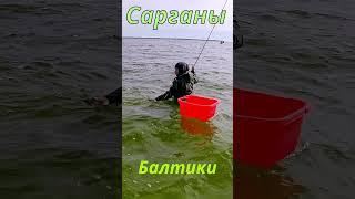 Сарганы Балтики
