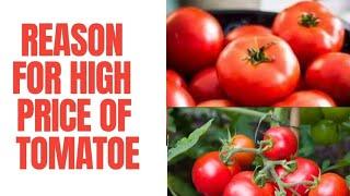 Reasons for tomato price hike??