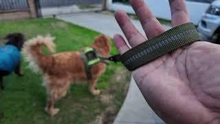 AIRUIDOG Heavy Duty Tactical Bungee Dog Leash