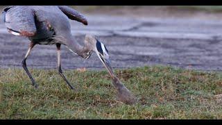 Great Blue Herons hunting gophers