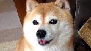 shibe