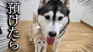 犬を預けた時の猫と犬の様子...