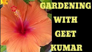 #Shorts#Gardening with geet kumar#Shorts video