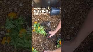 How To Turn 6 Plants into 24 Plants #gardenary #fallplanting