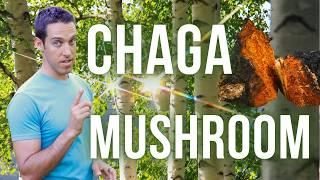 Chaga Mushroom: Benefits, Traditional Uses, and How to Brew Chaga Tea for Health