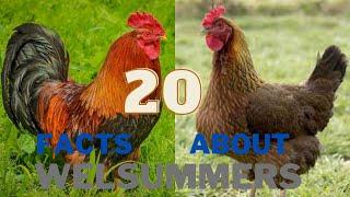 20 Facts About the Welsummer Chicken Breed