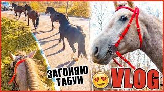 VLOG: Впервые загоняю табун лошадей и тестирую новую уздечку 