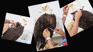 Perched table top Bald eagle Mount. posing and grooming, Art of Taxidermy.