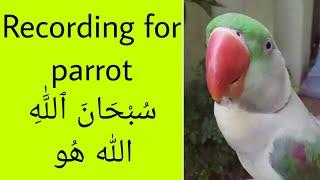 Recording for parrot | How to train a parrot to talk Allah Ho and SubhanAllah