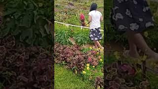 Hermit Flower Garden #shortvideo #trending #ytreels #youtubeshorts #viralvideo @arlenelangga3511
